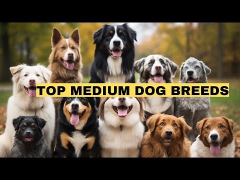 10 BEST Medium Dog Breeds