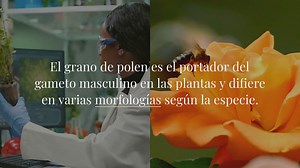 BS-95 incrementa la viabilidad del polen