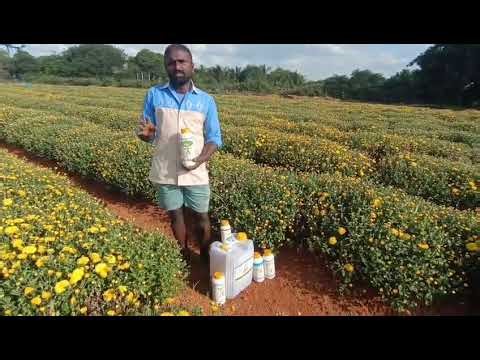 Chrysanthemum Wilt, Rust, Septoria Leaf Spot , Stem Rot