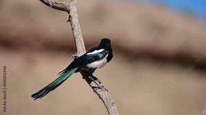 Pica pica - The common magpie is a species of passerine bird in the Corvidae family