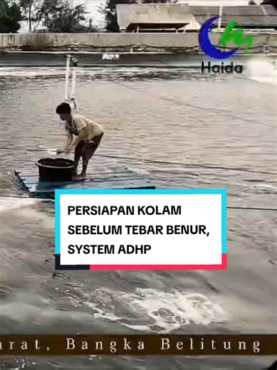 PERSIAPAN TAMBAK MODEL TERBARU HAIDA ADHP SYSTEM ADHP (Automatic Draniage High Produktivity System) adalah system kolam dengan elevasi ke central drain tinggi membuat pembuangan otomatis dan Produktivitas produksi bisa Tinggi cc: ilham muhammad #haidafeed #FYP #udangvaname #tambakudang #edukasi