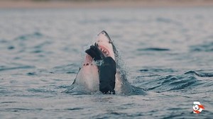 28K views · 733 reactions | Keep the shark party going! Stream all of your favorite #SharkWeek shows on discovery+. 麗 links.discoveryplus.com/sharkweek | Shark Week | Facebook