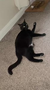 53K views · 5.7K reactions | Chillin after being outside for a few hours and being a good boy and coming home when mummy Jacqui shouted me. Although she wasn’t too pleased that I then used the litter box - I’m going to have to figure out a good pooping spot in my new wilderness. | The Huddersfield Station Cats | Facebook