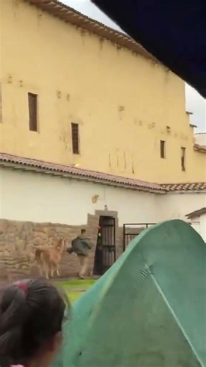 Esto pasa cuando intentas acariciar una llama en Cusco #funny #animals