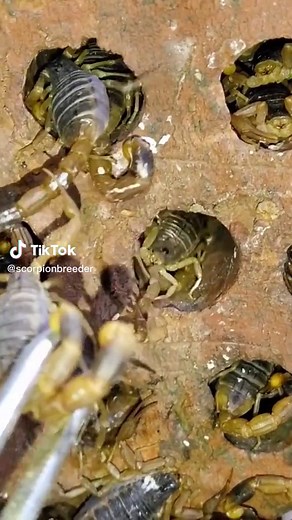 Exploring Scorpions in Their Natural Habitat