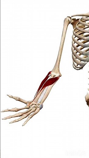 Wrist abduction