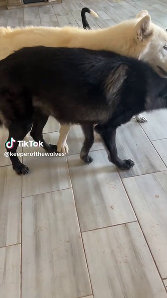 Kiku’s body guard, whether she wanted one or not 😂. #foryoupage #packpeculiar #keeperofthewolves #savewolves #wolves