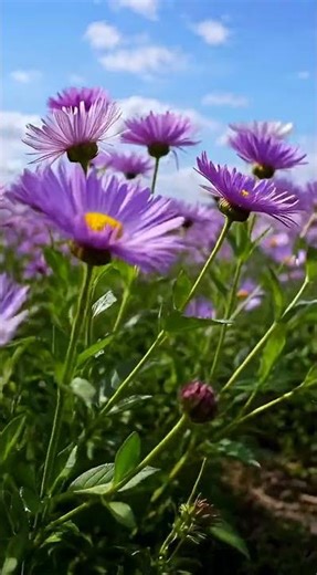 Aster — The Magical Star Flower That Fell From The Sky | Floral Planet #Shorts