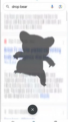 #dropbear GOOGLE SEARCH DROP BEAR