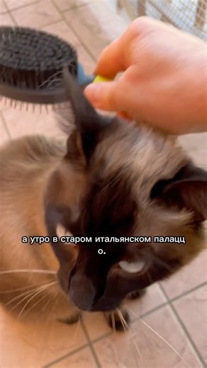 Кот Чезаре и его личный слуга 😄 | Почему он ОБОЖАЕТ расчёсывание