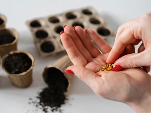 Рассказываем, как сохранить всхожесть семян на долгие годы