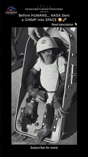 🚀 Meet Ham, the 3-year-old chimp who became the first great ape in space in 1961!