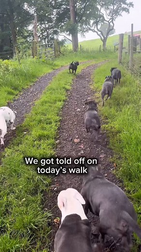 Izy The Staffy on Instagram: "Today’s Wolfpack walk took a wild turn… 🌾🦅 We got told off by two very angry curlews in the big field — clearly protecting their nest! So we respectfully retreated and moved our stroll down to the lake instead… …only to accidentally scare off Mrs. Mallard 😅🦆 It’s that time of year when everyone’s nesting or raising their babies, so we’re extra careful not to disturb nature too much. Meanwhile, Agatha ate some grass and Tommy found a bit of wool to snack on 🧶🐶 