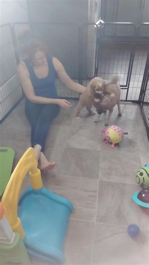 Temperament Trait Evaluation Red parti factor male F1b Cockapoo Sorry about the glare i didn't realize the sun was shining on my phone. | KS Cockapoos