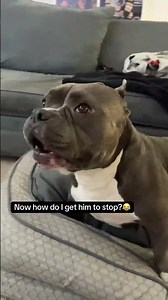 He said “let’s go!” 🤣 #funnydog #funnydogsoftiktok #americanbully #gaspatyourdogchallenge