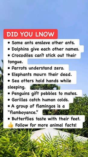Wild Animal Facts You Didn’t Learn in School #AnimalFacts #WildlifeTrivia #NatureFacts | Bangla Quiz
