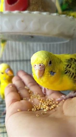 ways to lose budgies trust #budgies #petlovers #train #parakeet