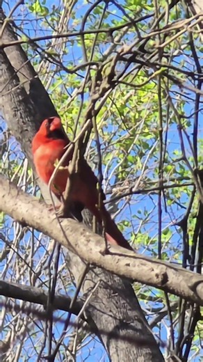 Northern Cardinal
