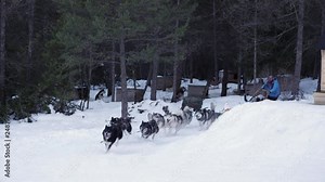 A pack of husky sled dogs running fast while dogsledding around a turn in the snow in slow motion.