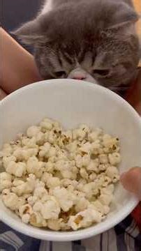 Perfect stovetop popcorn recipe is here! ( no more burnt popcorn!)