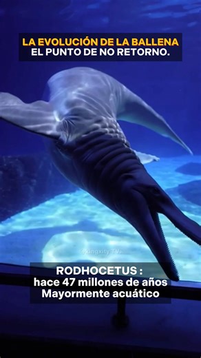 Julio Morales | Kingxity TV on Instagram: "Rodhocetus cruzó la línea. Este animal probablemente ya no podía sobrevivir en tierra. Medía 3.5 metros. Las patas traseras se habían encogido dramáticamente. Todavía estaban ahí, pero ya no sostenían su peso. Intentar caminar en tierra sería como intentar caminar con muletas rotas. Su cola se volvió masiva y muscular. La columna vertebral era completamente flexible. Nadaba ondulando todo el cuerpo, como las ballenas modernas. Las patas traseras apenas
