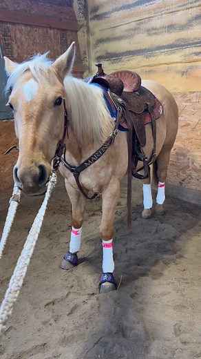 19K views · 675 reactions | It’s almost November 15! Time to learn to wear leg wraps and bell boots, Rita.  @Westergren Quarter Horses WhinneyWear 5 Star Equine Products Martin Saddlery | Jessica Routier - Professional barrel racer | Facebook