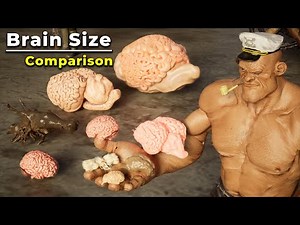 Brain Size Comparison in Human Hand | Brain size | monster Brain
