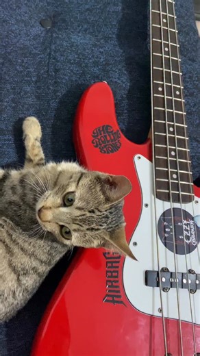 Academia de Música Carlos Gardel on Instagram: "Aprendé a tocar online con nosotros 💻🌎🔥 . . . . #musicos #humor #meme #guitarrista #musica #viralinstagramreelsvideo♥️ #musico #clasesdecanto #viral #pianista #bajista #gatitos #michi"