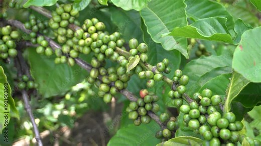 A coffee bean is a seed of the Coffea plant and the source for coffee. It is the pip inside the red or purple fruit. This fruit is often referred to as a coffee cherry. Muria coffee from Java.