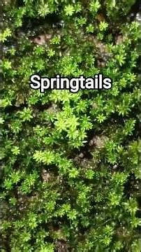How To Grow Springtails For Terrariums And Live Moss Cultivation #springtails #moss