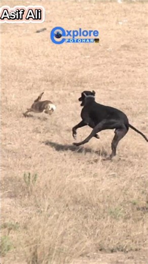 Rabbit Hunting Video with Sony A7 III+ Sony 200-600 mm OSS G Lens #sonycamera