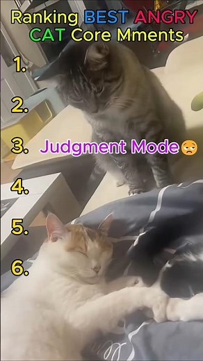 Ranking BEST ANGRY CAT core moments