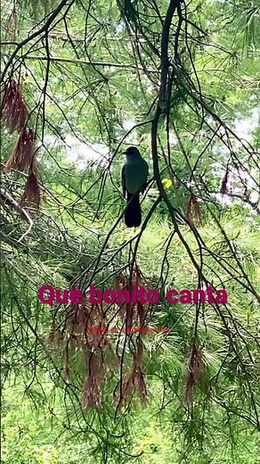 Pájaros cantando. Canto de aves. Bird sounds