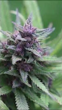 indica vs sativa vs ruderalis