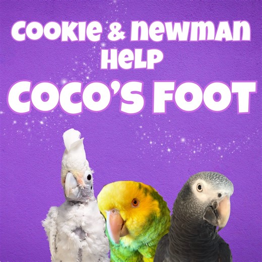21K views · 2.6K reactions | Coco is already back on her feet after her foot injury! Look at how excited she was to show off her recovery to Cookie and Newman! I think maybe she was being dramatic? #animal #soretoe #happybirds #birdlovers #kitchenadventures | Lucky Lou and Coco Too | Facebook