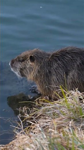 Coypu 🦫 | The Semi-Aquatic Rodent #coypu#nutria#wildanimals#rodents#animalshorts#wildlife#nature