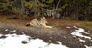 Montana approves new wolf and coyote trapping regulations to limit conflicts with grizzlies