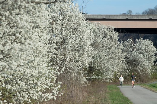 Bradford pear trees are smelly, invasive. What to know as they bloom