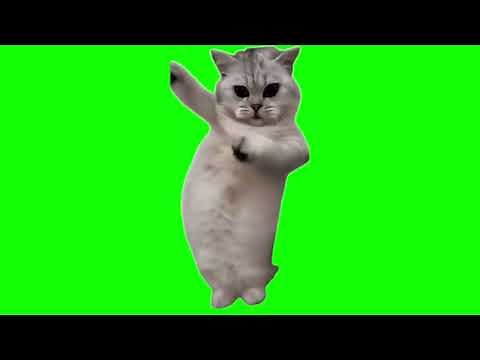 Green Screen Beat the Koto Nai Cat Meme | Dancing Cat Meme
