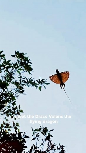The Real-Life Flying Dragon of the Philippines Did you know dragons are real in the Philippines? Meet the Draco volans, the flying dragon! This tiny lizard can glide almost the length of a football field proof that you don’t need myths to see magic in nature. 🎥 Credits to the rightful owners of the videos and images used. No copyright infringement intended. #Philippines #flyingdragon #NatureFacts #DidYouKnow #dracovolans | Phil History