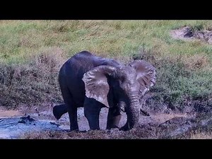 Elephant’s Perfect Day Out