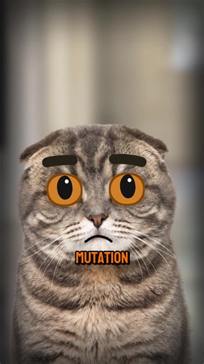 Scottish Fold cat facts and common related animals