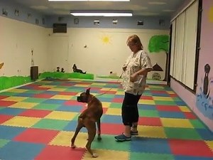 Did you know that it is entirely possible to train a dog to move an isolated body part? In other words, we can train dogs to lift their ears, raise or lower their tails, move a single foot, shift their weight forward and so much more. And, we don't mean simply prompting them with food, we mean saying "lean" and the dog deliberately shifts his weight over his front. Join us for our Shaping Tails and Ears Zoom Workshop on Saturday, March 6 at 9am. Register at www.showdogprepschool.com/workshops or