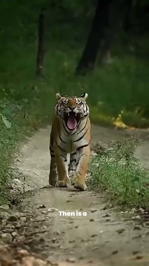 Tiger Gives 3 Warnings Before It Attacks | Tiger Attack | Tiger Charge | Storytelling