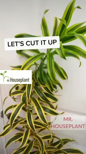 456K views · 4.7K reactions | How to propagate Dracaena reflexa - The...