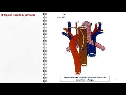 ANATOMIE FMPM LE NERF VAGUE