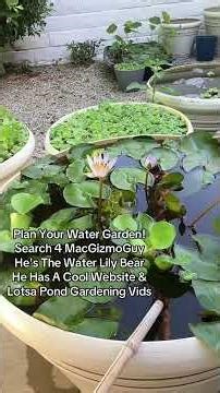 How To Build A Mini Pond Plant Water Garden with Waterlily Bear