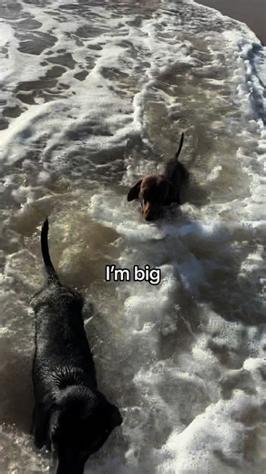 2 out of 3 isn’t too bad… 🤭🤠 #dogsoftiktok #miniaturedachshund #doglover #dachshundpuppy #puppylove #sausagedog