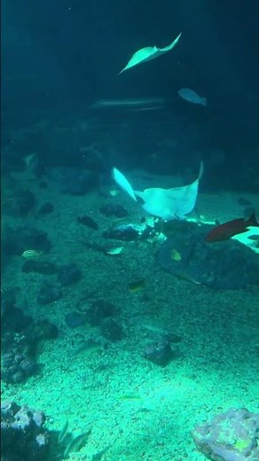 ✨ Taoyuan Xpark Aquarium Walk 🇹🇼 | 4K Walking Tour | No Talking｜桃園 Xpark 水族館 2026