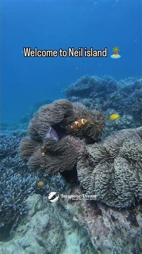 Scuba Diving in Andaman, Neil island